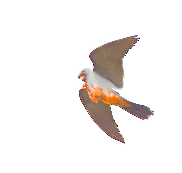 Red-footed Falcon