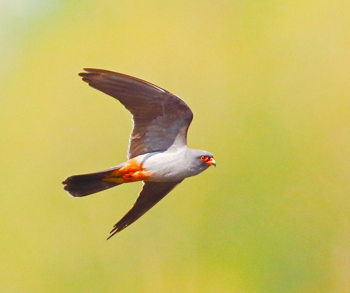 Red-footed Falcon