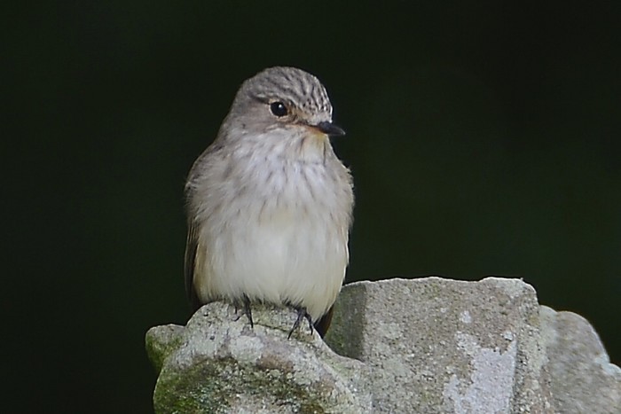 Spotted Flycatcher