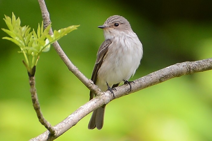 Spotted Flycatcher