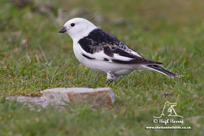 Snow Bunting