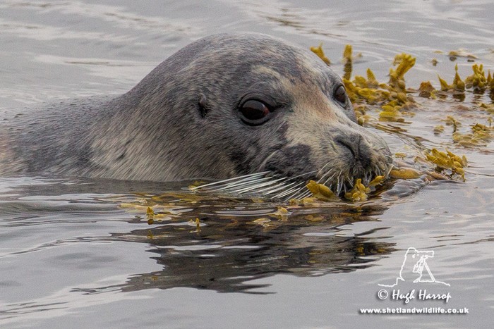 Bearded Seal