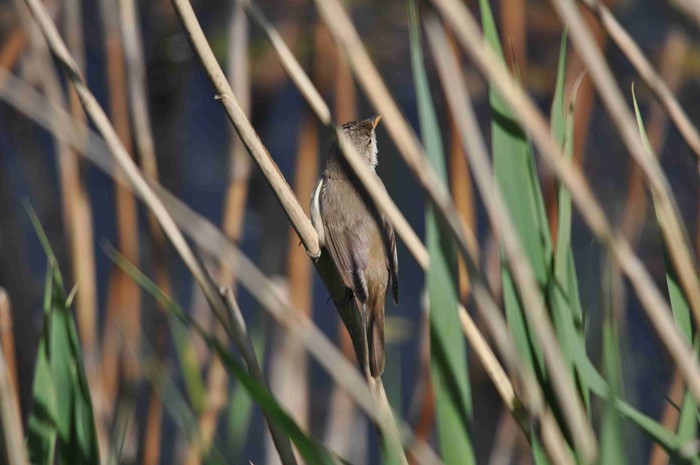 Reed Warbler