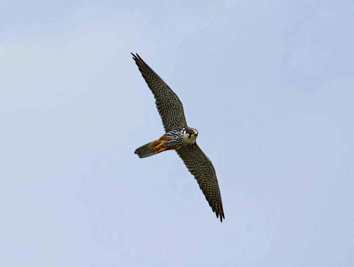 Hobby