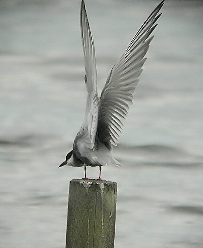 Whiskered Tern
