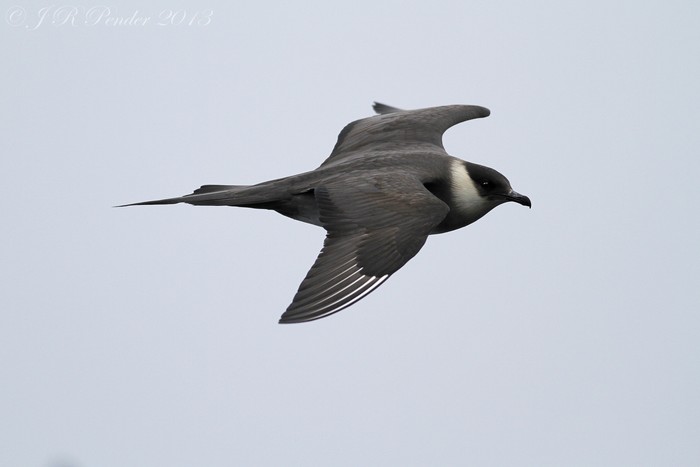Arctic Skua