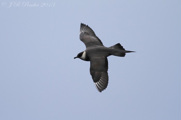 Arctic Skua