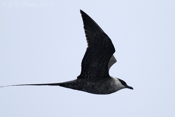 Long-tailed Skua