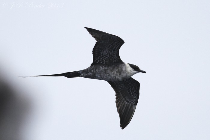 Long-tailed Skua