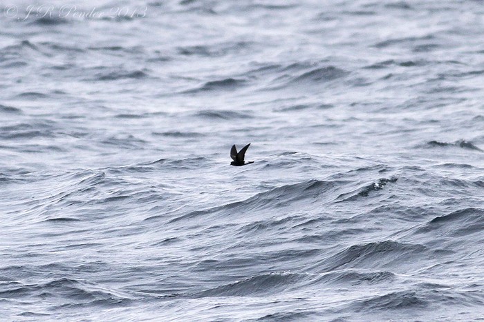 Wilson's Petrel