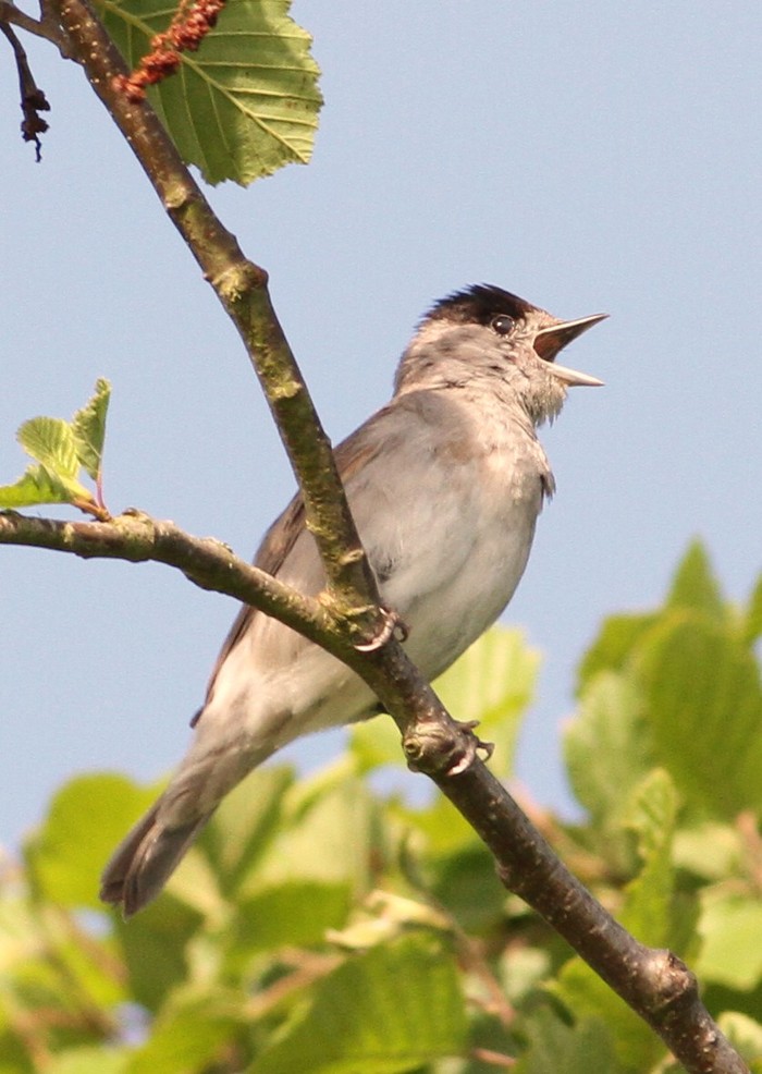 Blackcap