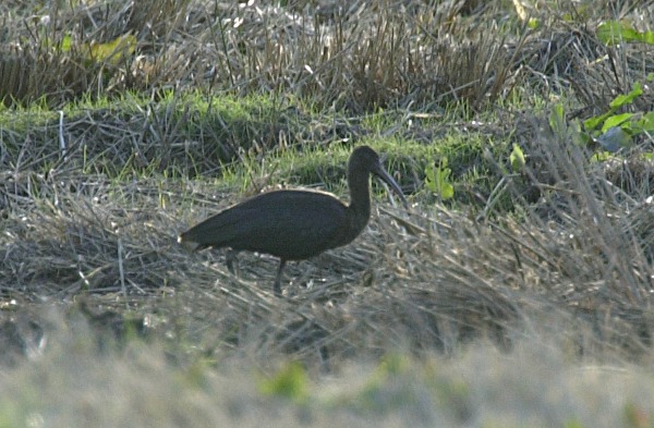 Glossy Ibis