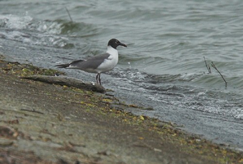 Laughing Gull