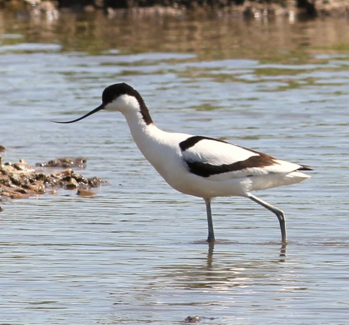 Avocet