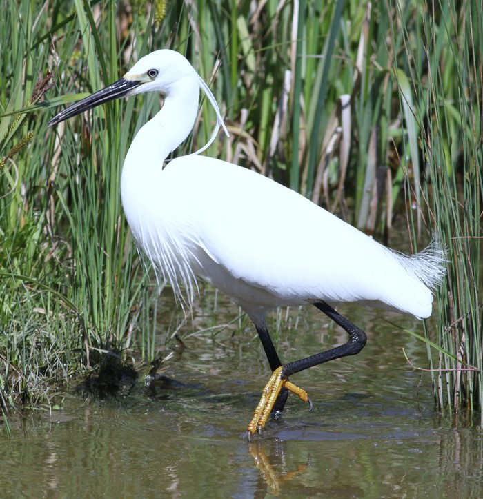 Little Egret