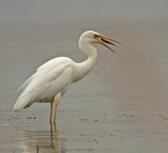 Great White Egret