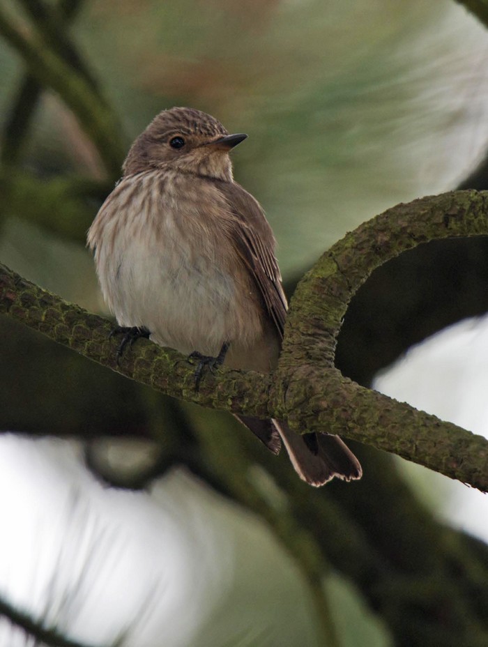 Spotted Flycatcher
