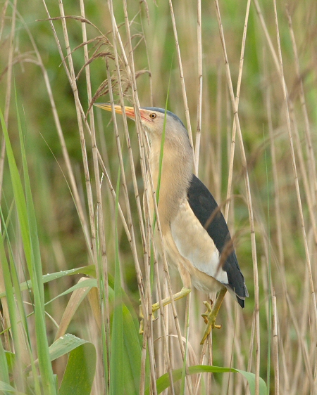 Little Bittern