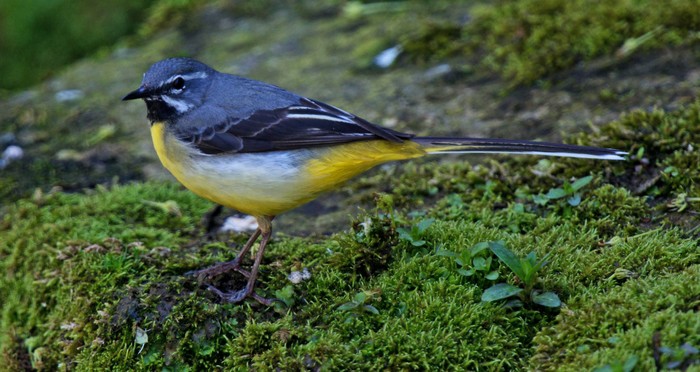 Grey Wagtail