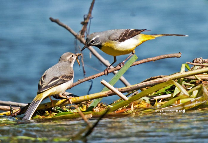 Grey Wagtail