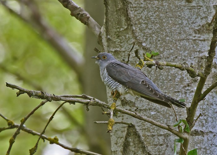 Cuckoo
