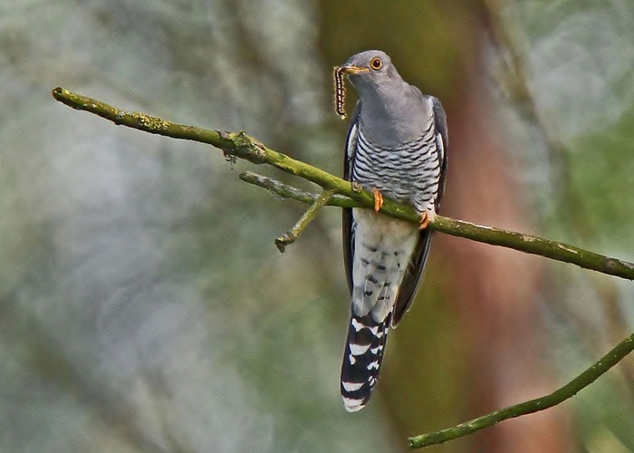 Cuckoo