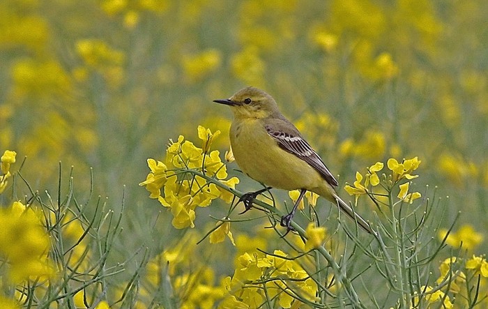 Yellow Wagtail