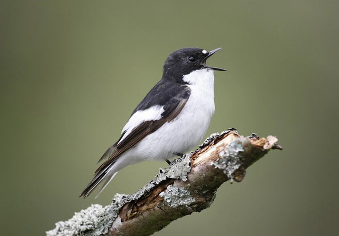 Pied Flycatcher