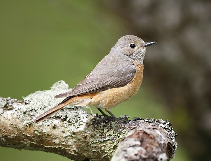 Redstart