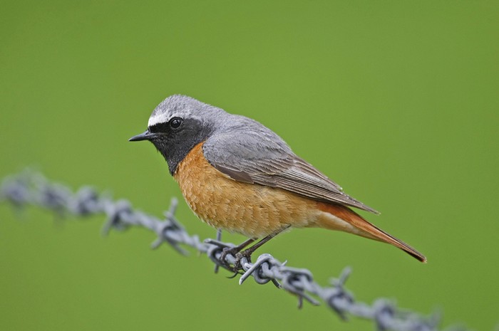 Redstart