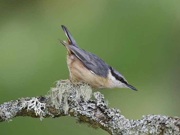 Nuthatch