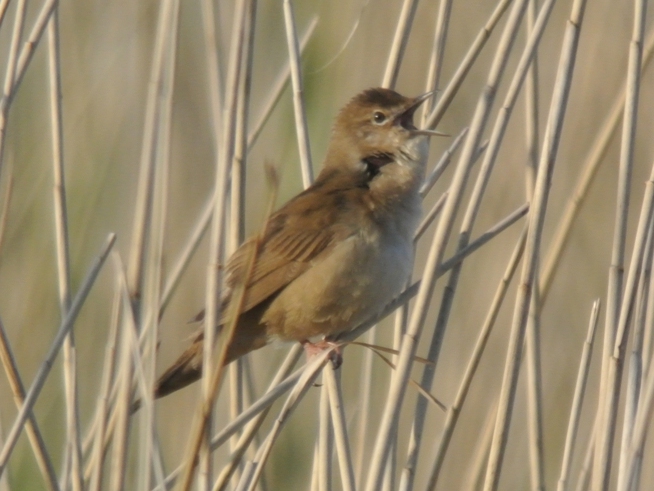 Savi's Warbler