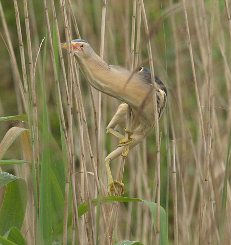Little Bittern