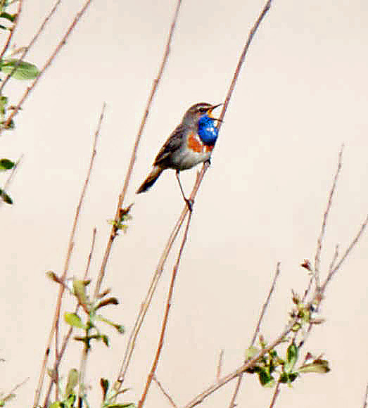 White-spotted Bluethroat