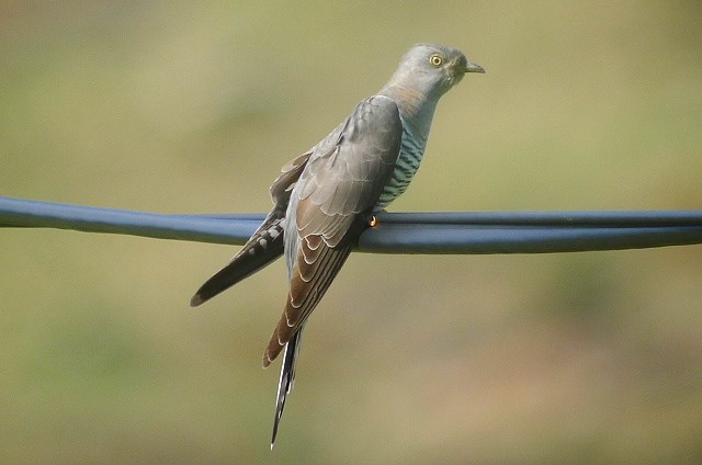 Cuckoo