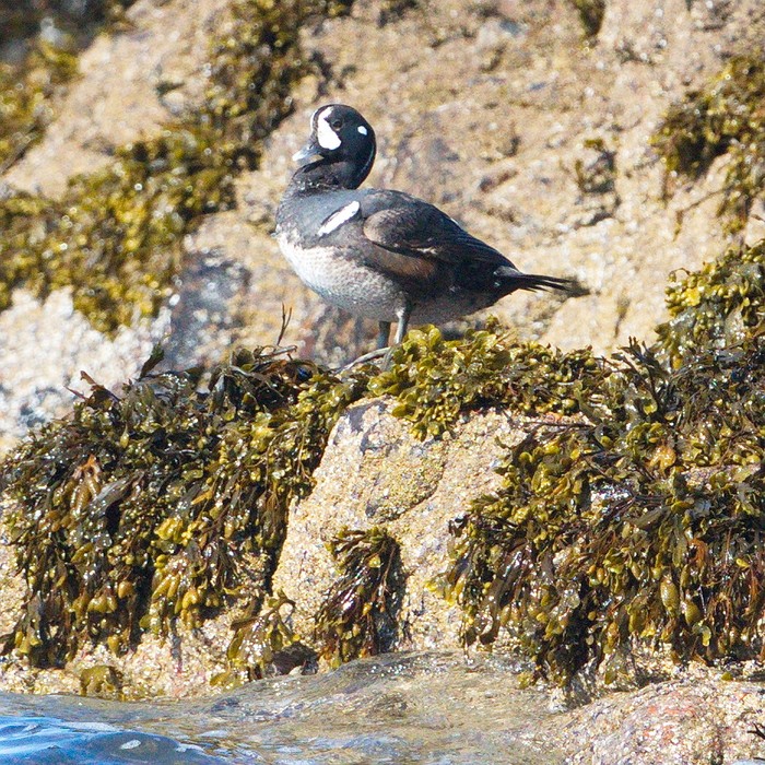 Harlequin Duck