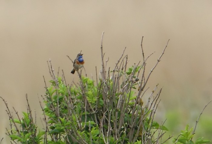 White-spotted Bluethroat