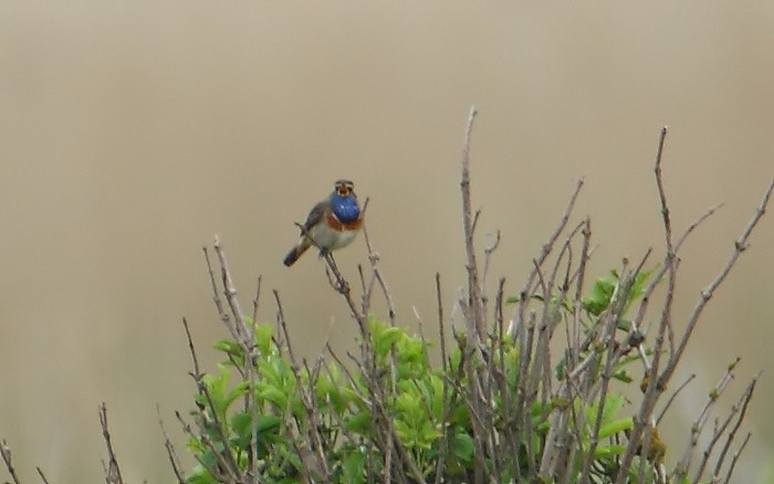 White-spotted Bluethroat