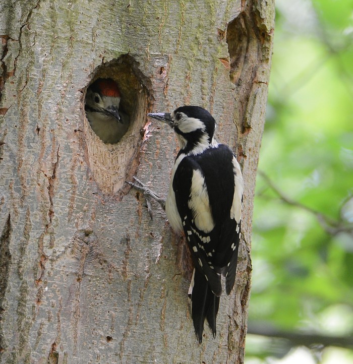 Great Spotted Woodpecker