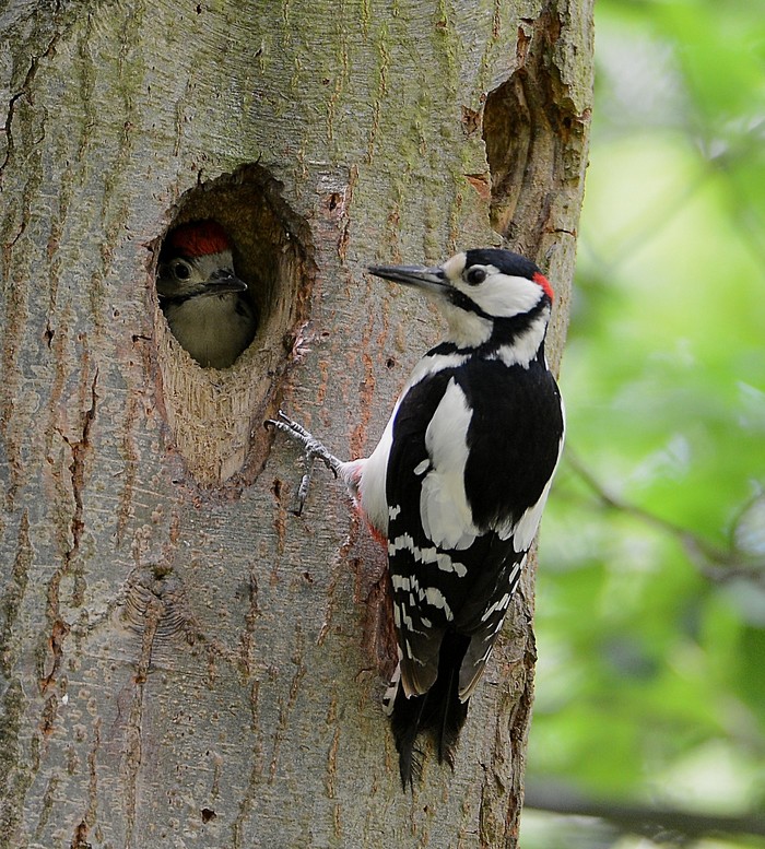 Great Spotted Woodpecker