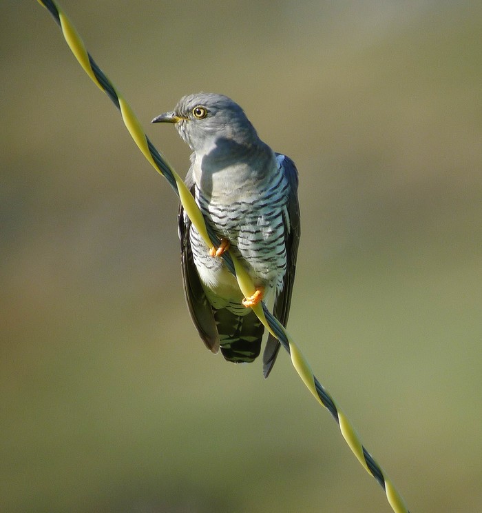 Cuckoo