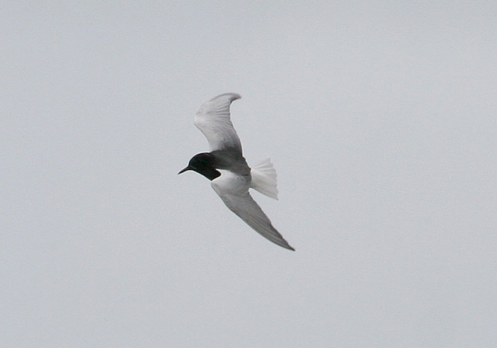 White-winged Black Tern