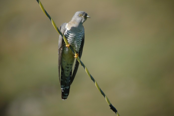 Cuckoo