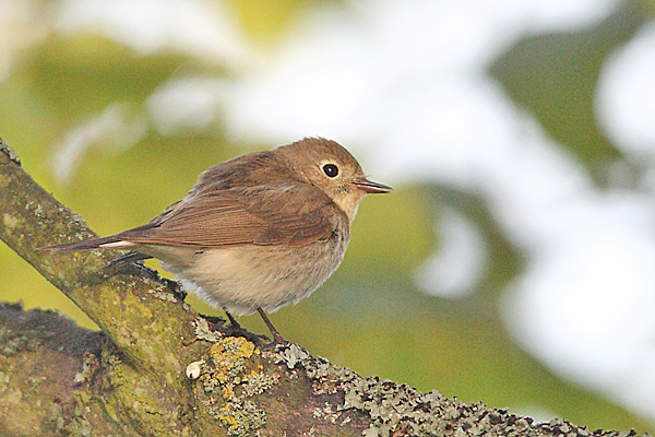 Red-breasted Flycatcher