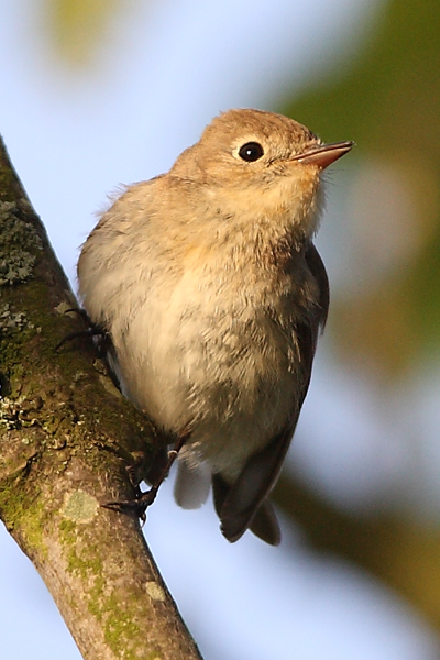 Red-breasted Flycatcher