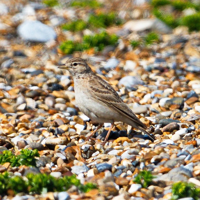 Short-toed Lark