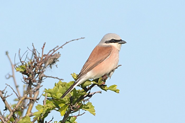 Red-backed Shrike