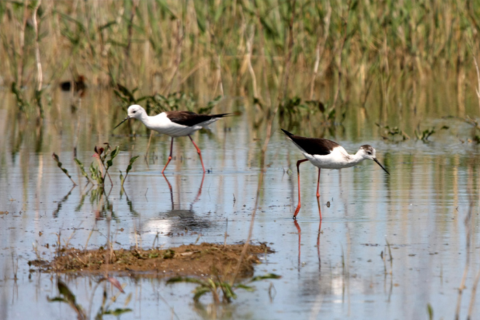 Black-winged Stilt