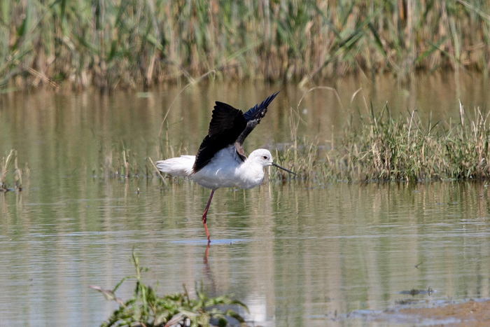 Black-winged Stilt