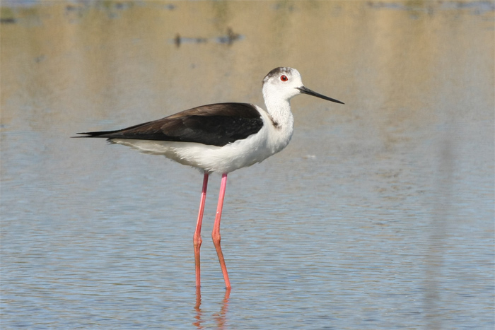 Black-winged Stilt